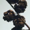 Cypress Balls room spray