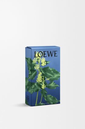 Ivy room spray