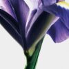 LOEWE Iris Root EDP 100ml LOEWE Iris Root EDP 100ml