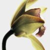 LOEWE Roasted Vanilla EDP 100ml LOEWE Roasted Vanilla EDP 100ml