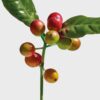 LOEWE Wild Coffee EDP 100ml LOEWE Wild Coffee EDP 100ml