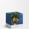 Medium Orange Blossom Candle Medium Orange Blossom Candle