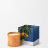 Medium Orange Blossom Candle Medium Orange Blossom Candle