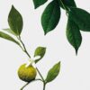 Midi Earl Grey Candle Midi Earl Grey Candle