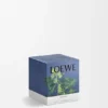 Small Ivy Candle
