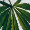 Large Marihuana Candle