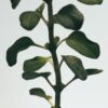 Oregano Large Soap Bar Oregano Large Soap Bar