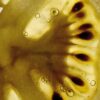 Tomato Leaves body scrub Tomato Leaves body scrub